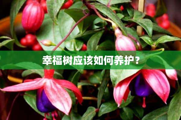 幸福树应该如何养护？