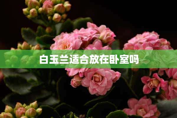 白玉兰适合放在卧室吗