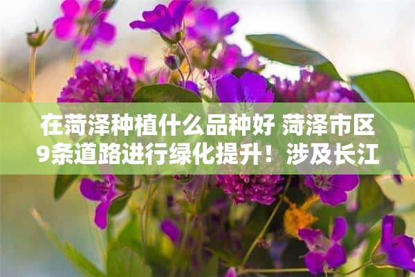 在菏泽种植什么品种好 菏泽市区9条道路进行绿化提升！涉及长江路等，将植乔灌木9600余棵, 你怎么看