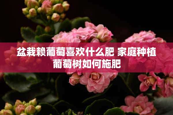 盆栽赖葡萄喜欢什么肥 家庭种植葡萄树如何施肥