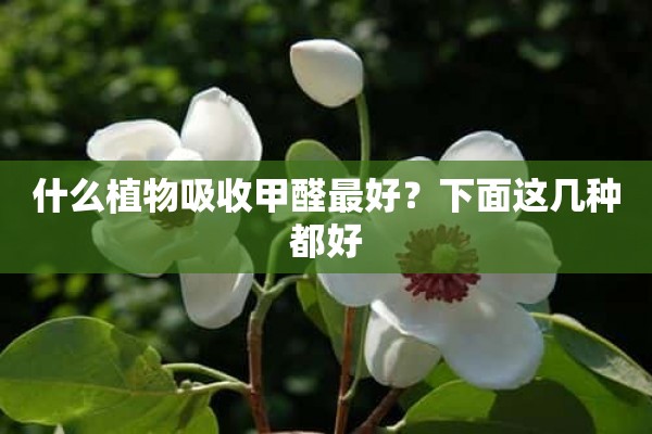 什么植物吸收甲醛最好？下面这几种都好