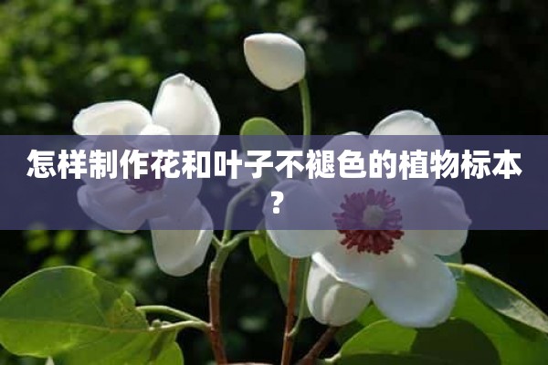 怎样制作花和叶子不褪色的植物标本？