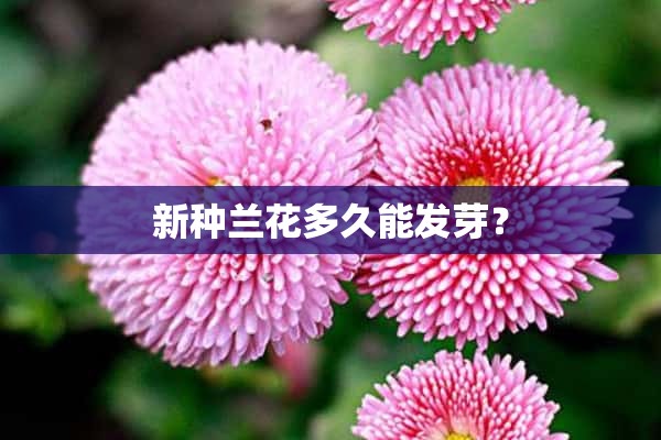 新种兰花多久能发芽？