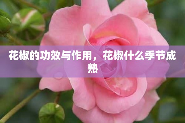 花椒的功效与作用，花椒什么季节成熟