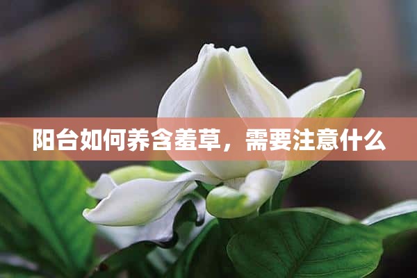 阳台如何养含羞草，需要注意什么