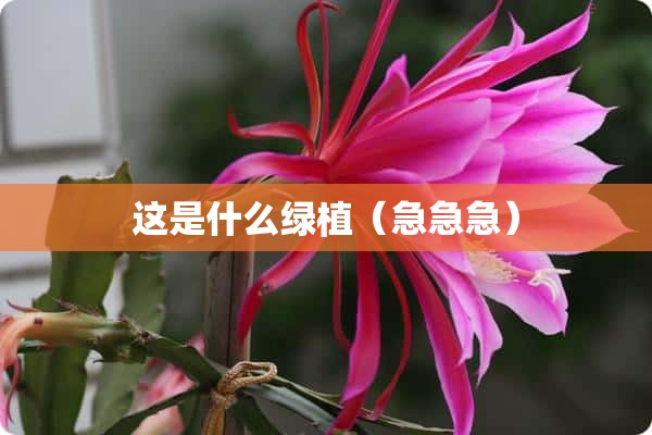 这是什么绿植（急急急）