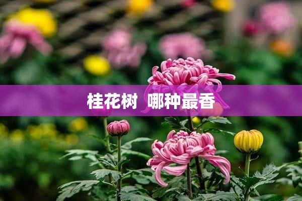 桂花树  哪种最香