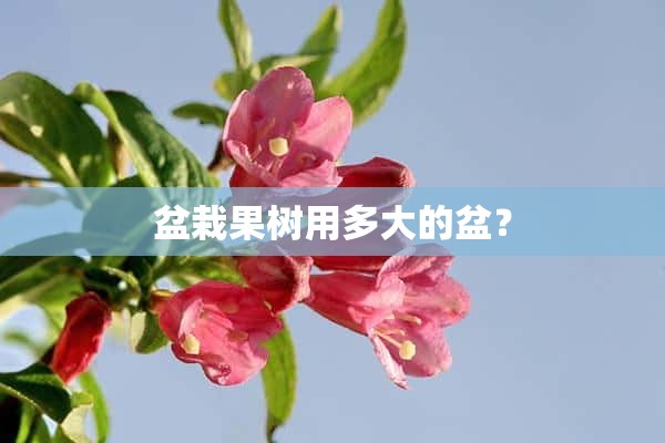 盆栽果树用多大的盆？