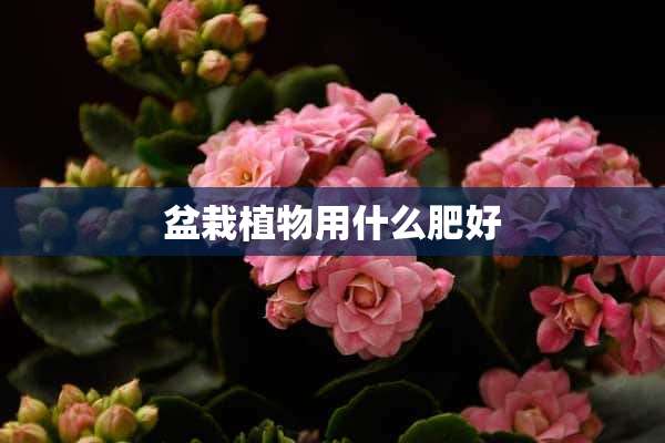 盆栽植物用什么肥好