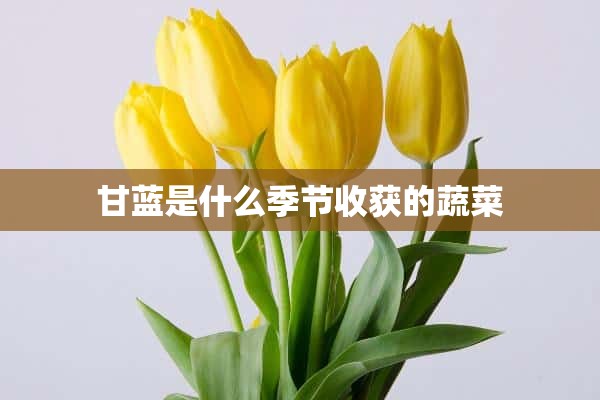 甘蓝是什么季节收获的蔬菜