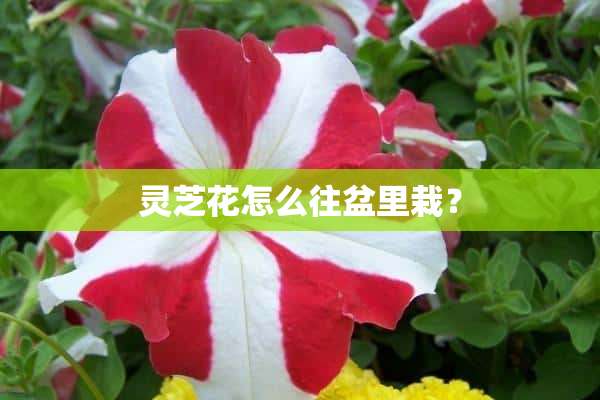 灵芝花怎么往盆里栽？