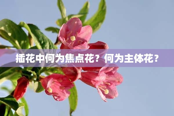 插花中何为焦点花？何为主体花？