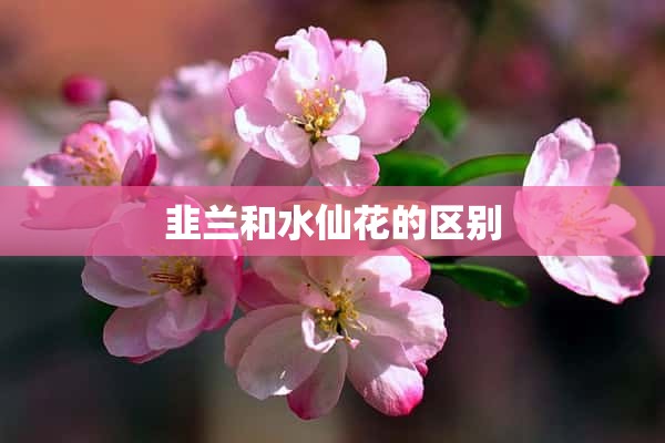 韭兰和水仙花的区别