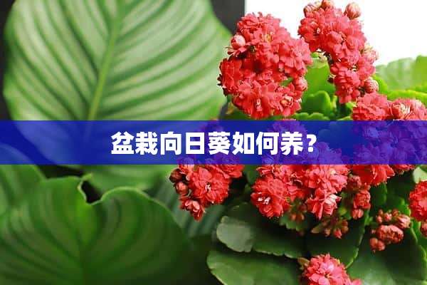 盆栽向日葵如何养？