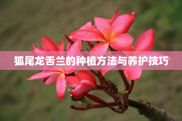 狐尾龙舌兰的种植方法与养护技巧