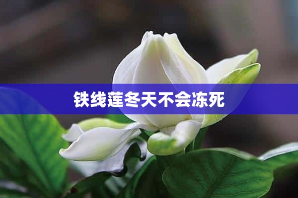 铁线莲冬天不会冻死