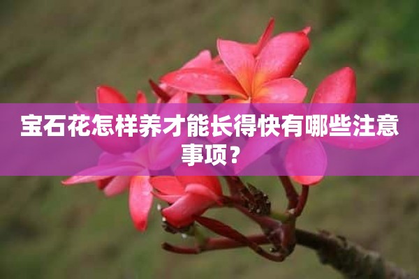 宝石花怎样养才能长得快有哪些注意事项？