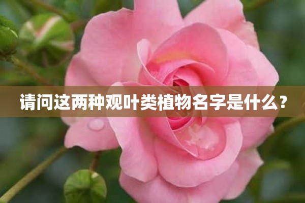 请问这两种观叶类植物名字是什么？