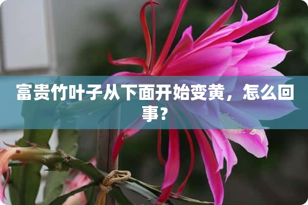 富贵竹叶子从下面开始变黄，怎么回事？