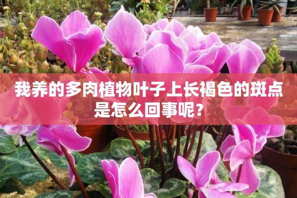 我养的多肉植物叶子上长褐色的斑点是怎么回事呢？