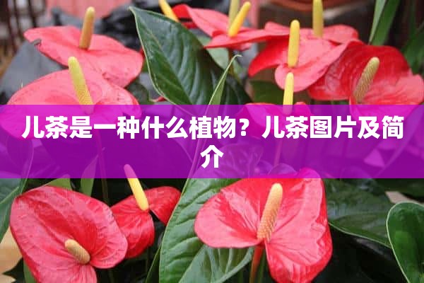 儿茶是一种什么植物？儿茶图片及简介