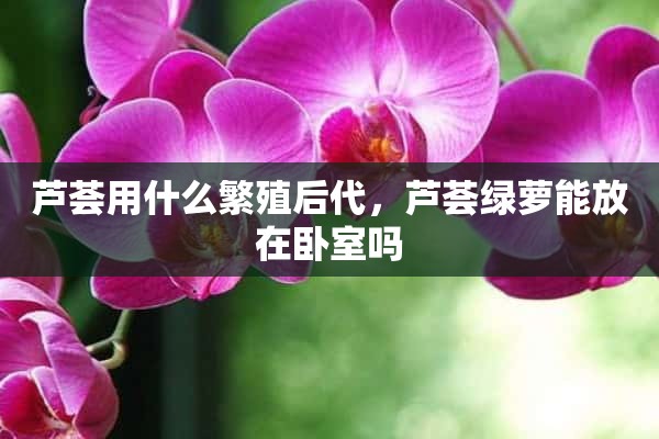 芦荟用什么繁殖后代，芦荟绿萝能放在卧室吗