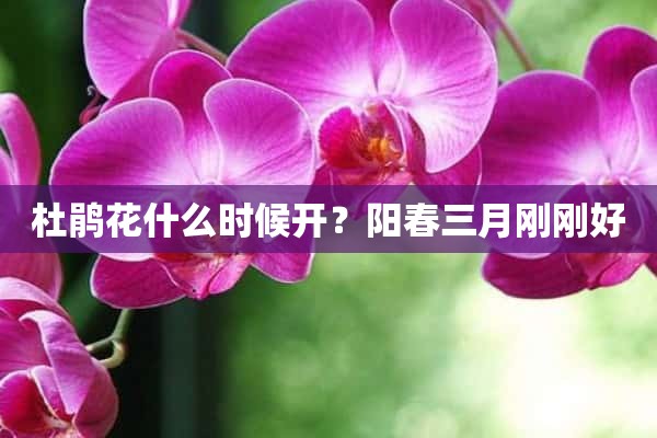 杜鹃花什么时候开？阳春三月刚刚好