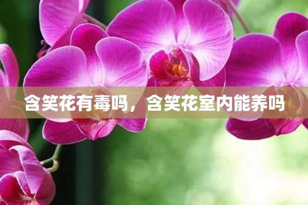 含笑花有毒吗，含笑花室内能养吗