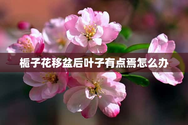 栀子花移盆后叶子有点焉怎么办