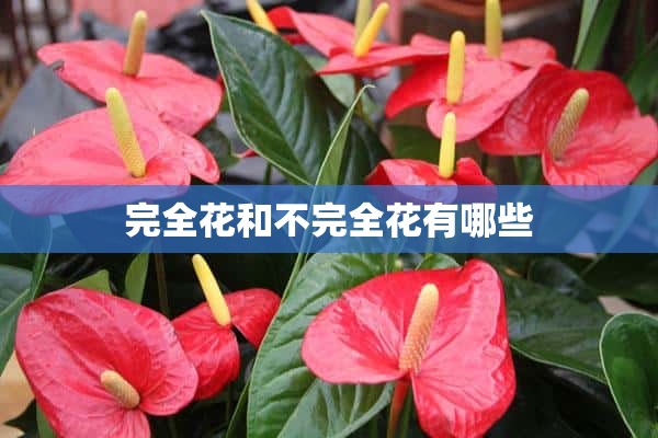 完全花和不完全花有哪些