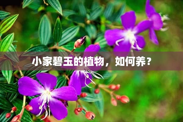 小家碧玉的植物，如何养？