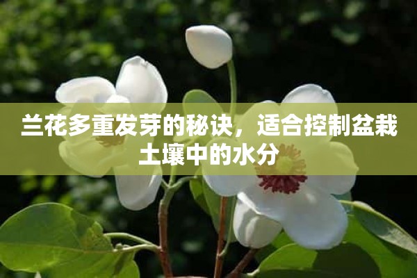 兰花多重发芽的秘诀，适合控制盆栽土壤中的水分