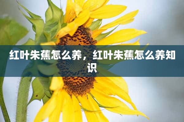 红叶朱蕉怎么养，红叶朱蕉怎么养知识