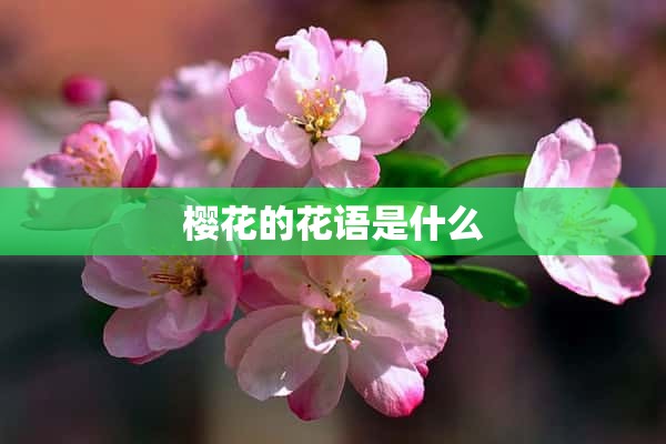 樱花的花语是什么