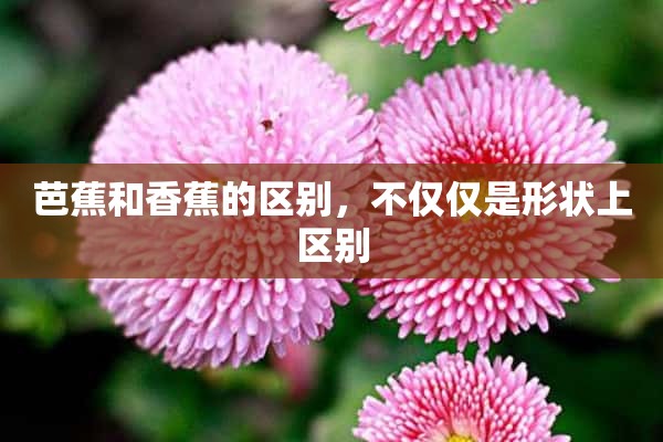 芭蕉和香蕉的区别，不仅仅是形状上区别