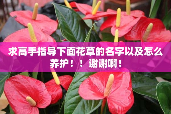 求高手指导下面花草的名字以及怎么养护！！谢谢啊！