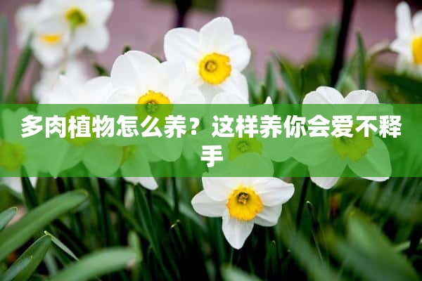 多肉植物怎么养？这样养你会爱不释手