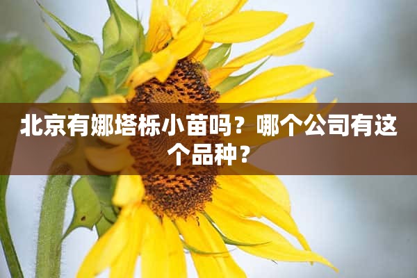 北京有娜塔栎小苗吗？哪个公司有这个品种？