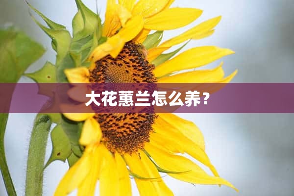 大花蕙兰怎么养？