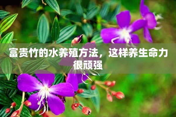 富贵竹的水养殖方法，这样养生命力很顽强