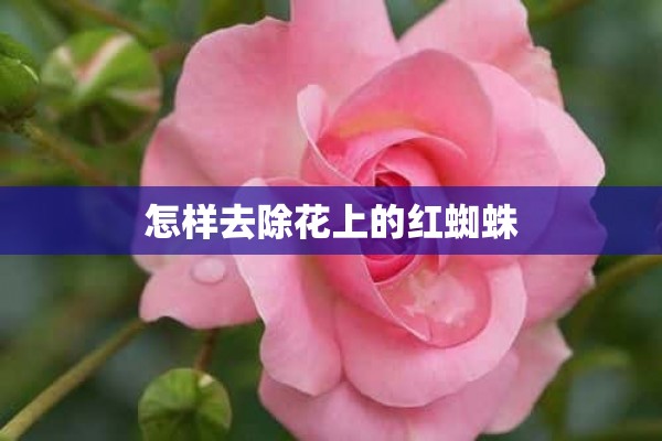 怎样去除花上的红蜘蛛