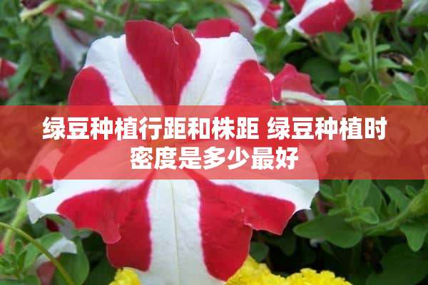 绿豆种植行距和株距 绿豆种植时密度是多少最好