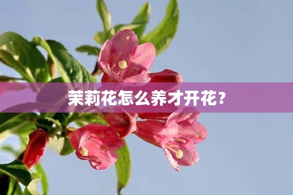 茉莉花怎么养才开花？