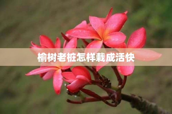 榆树老桩怎样栽成活快