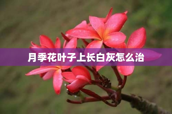 月季花叶子上长白灰怎么治