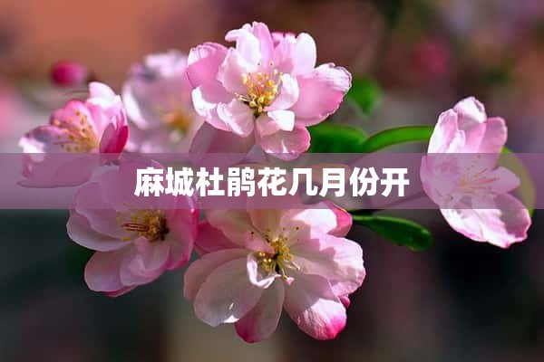 麻城杜鹃花几月份开