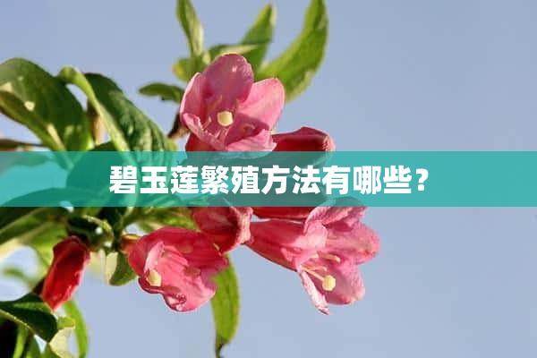 碧玉莲繁殖方法有哪些？