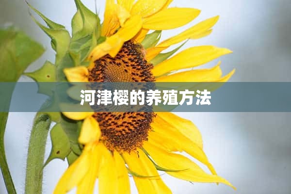 河津樱的养殖方法