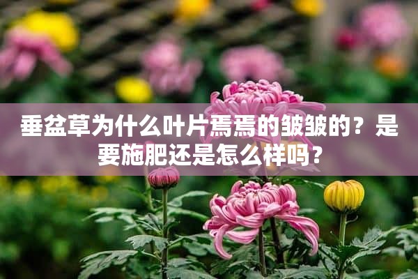 垂盆草为什么叶片焉焉的皱皱的？是要施肥还是怎么样吗？