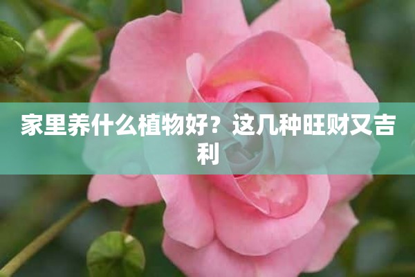 家里养什么植物好？这几种旺财又吉利